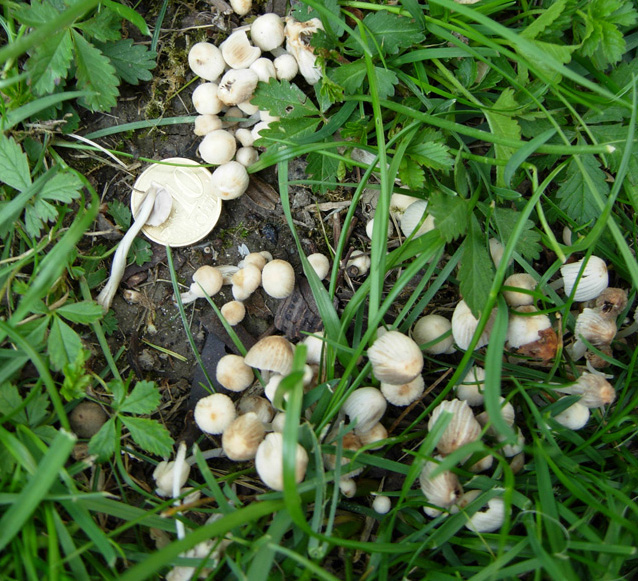 Funghi da dieci centesimi